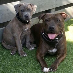 Senna en Diesel de eerste week samen September 2013