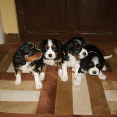 Wij hebben 4 puppy's van het ras Cavalier King Charles…