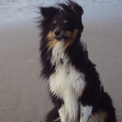 fleur op het strand