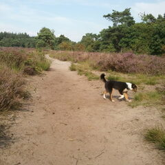Laatste week augustus met Cody in de bossen bij Nuenen.
