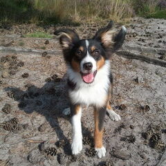 Alweer die oortjes..... :-)