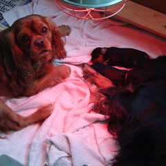 Onze Amy en Charlie(ruby) zijn de trotse ouders van 3 mooie…