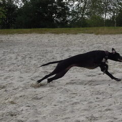 sprint