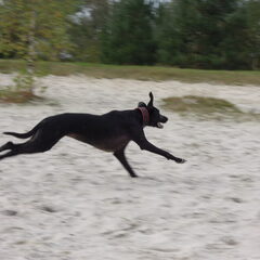 sprint