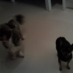 Jane en Jaro