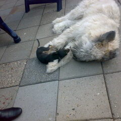 Jane aan het stoeien met de buurhond!