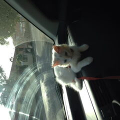 Snow in de auto