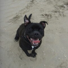 Scheveningen
