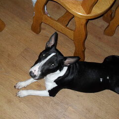 ruby een mini bullterrier lang naar gezocht en op gewacht…