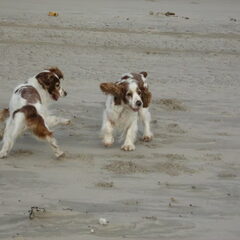 Ayka is dol op spelen én het strand!