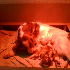Het eerste nest van Ayka; 10 puppies Geboren tijdens het…