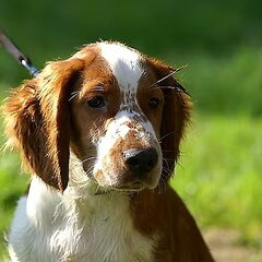 Diesel De vader van Ayka's aankomende puppies.