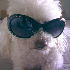Joeki