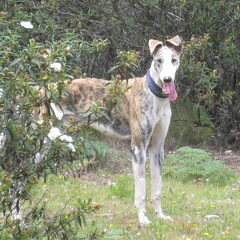 Galgo Carlitos nu!