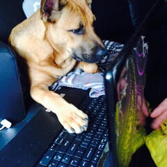 mylo de nerd