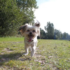 Dribbel