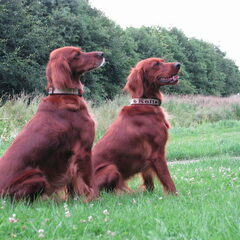 Hierbij een plaatje van mijn duo. Links op de foto is Gina…