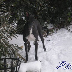 Paco lekker spelen in de sneeuw