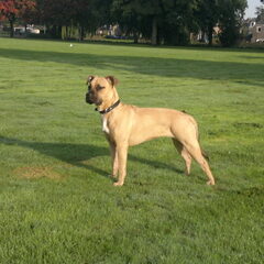 Marley is nu 8 maanden