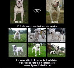 pups geboren 2 oktober 2013,6 teefjes en 5 reutjes