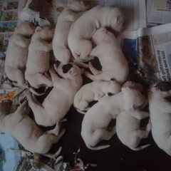 pups 2 weken