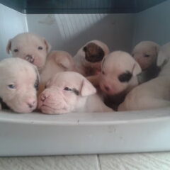 puppy's 2 weken