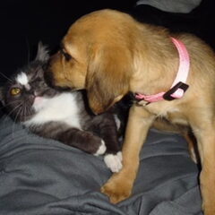 Yuka toen ze heel klein was met de kitten Wogy :) Beste…