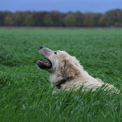 boris 7md. genieten van de wind