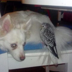 Misty met Kapie (valkparkiet)
