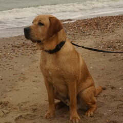 lou'ke, the king of Cadzand! ;)