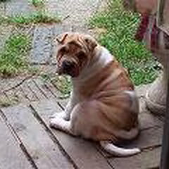 en dan hebben we Saartje, een Shar-Pei van 3 jaar,