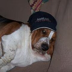 en hier is Goofy, een Engelse Basset van 2 jaar,