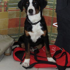 Dit is onze eigenwijze maar super lieve Diesel(L)
