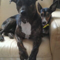 Dotty x Podenco uit Spanje 6 jaar.