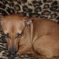 Sophie Jack Russel van 2,5 jaar.