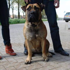 belleke naar de aankeuring in rosmalen