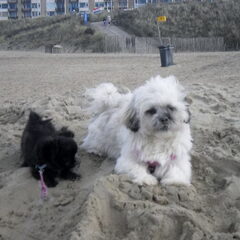 Toby (Chihuahua) en Pippi (Maltezer x Shih Tzu x Lhasa Apso)