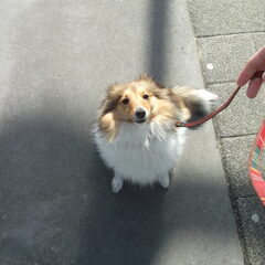 Dit is mijn geliefde Nala tijdens een wandelingetje xxx