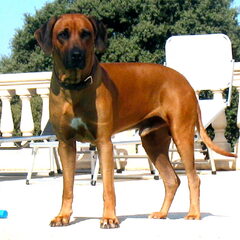 Dit is Shumba, onze Rhodesian Ridgeback, een karakter hond…