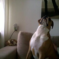 Lijkt wel een walrus.