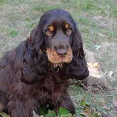 Zyrah als pup