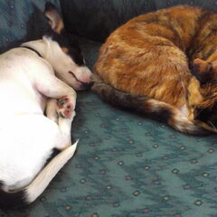 Pip slaapt samen met poes Miep. Miep was de eerste van onze…