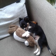 Binky als pup