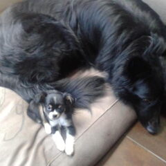 Binky als puppy gelijk vriendjes met Bobby