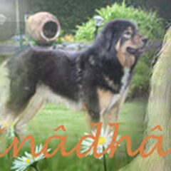De paarden Matho en Daya, Babs en Fleur !