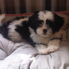 puppy bailey