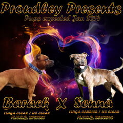 Senna verwacht 2 Januari puppy's uit deze supercombinatie!!
