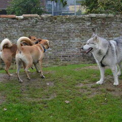 De malamute/husky Keesha en zijn soulmate Moon