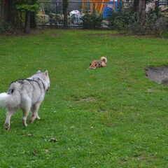 vosje in de verte