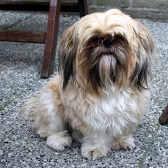 Dit is Shiva, het teefje geboren 29-05-2011